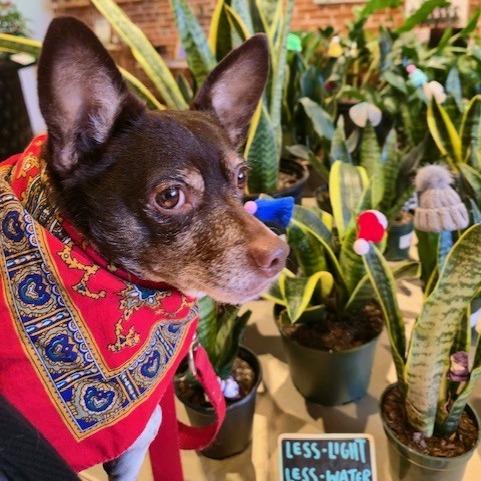 Baby, a Adoptable mixed breed in Kansas City, MO image 5/6