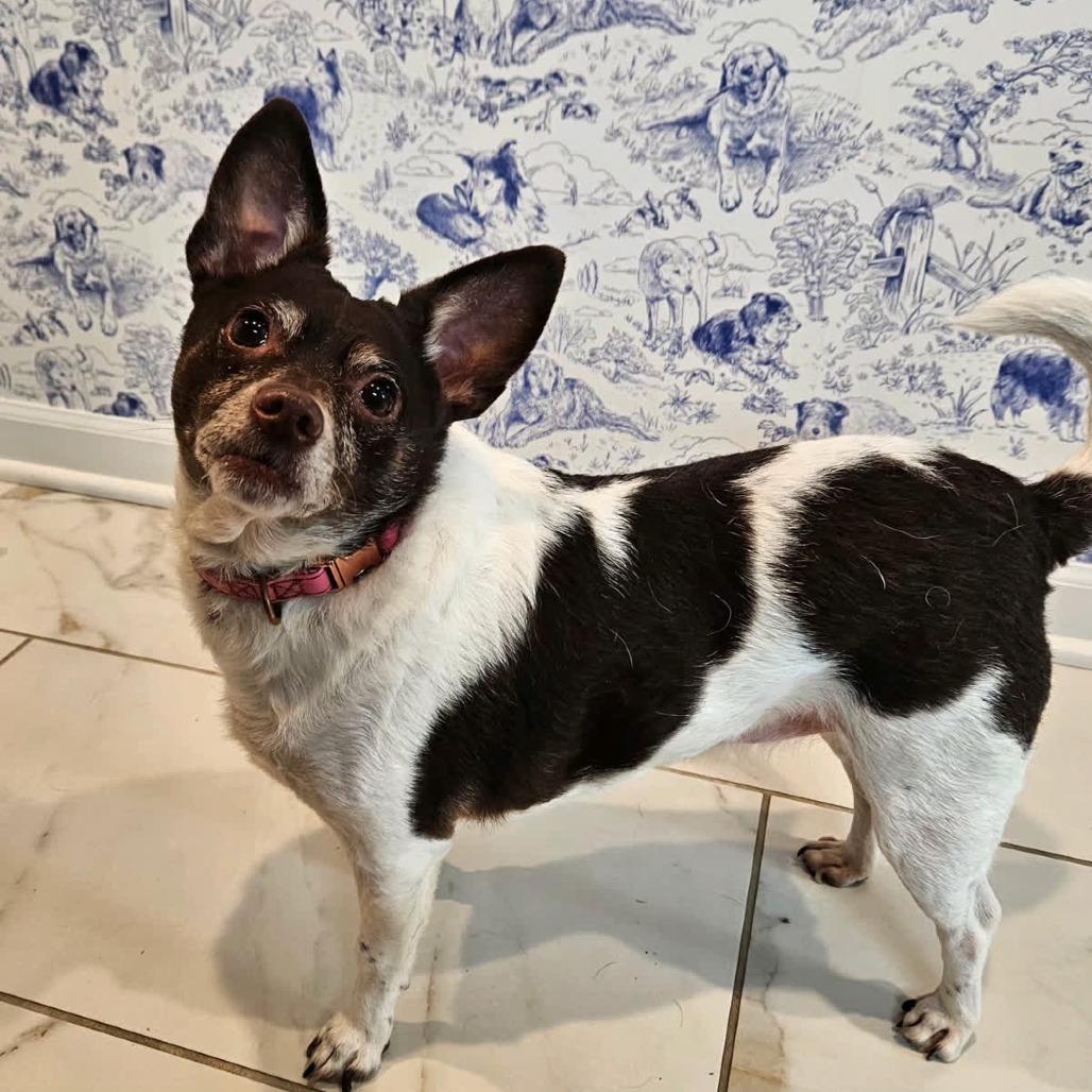 Baby, a Adoptable mixed breed in Kansas City, MO image 6/6