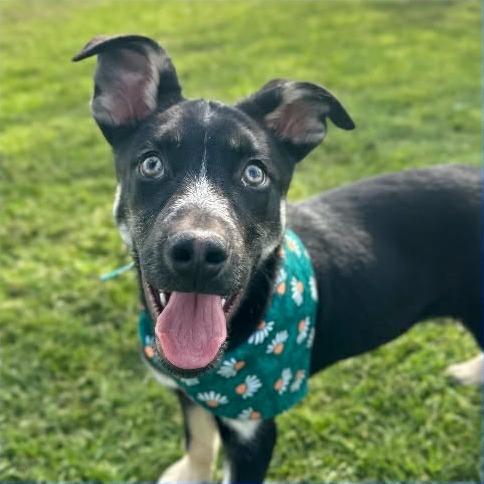 Enlarge Jed *Avail 4/1*, a Adoptable Mixed Breed in Kennebunk, ME image 3/3