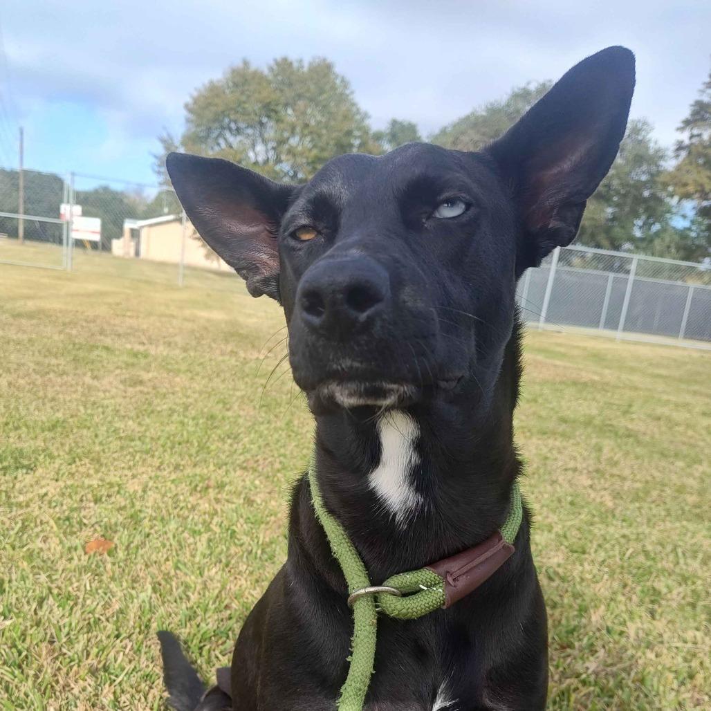 Nikita, Adoptable, Adult Female Black Labrador Retriever.