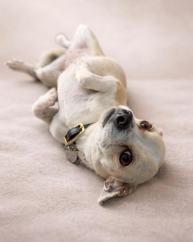 Pencil, Adoptable, Adult Female Chihuahua.