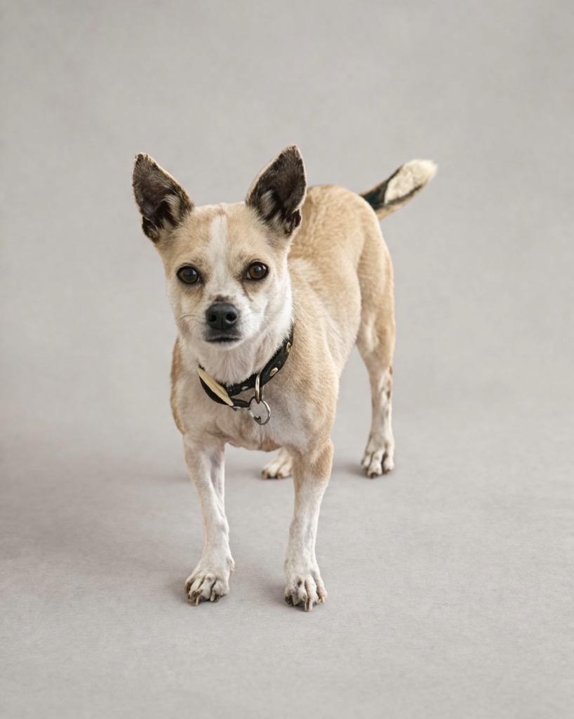 Enlarge Pencil, a Adoptable Chihuahua in Reno, NV image 2/2