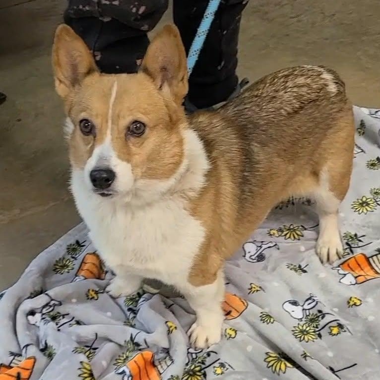 Cardigan, ADOPTABLE, Adult Female Corgi.