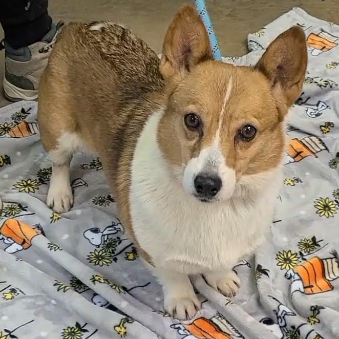 Enlarge Cardigan, a ADOPTABLE mixed breed in Woolwich, ME image 2/5