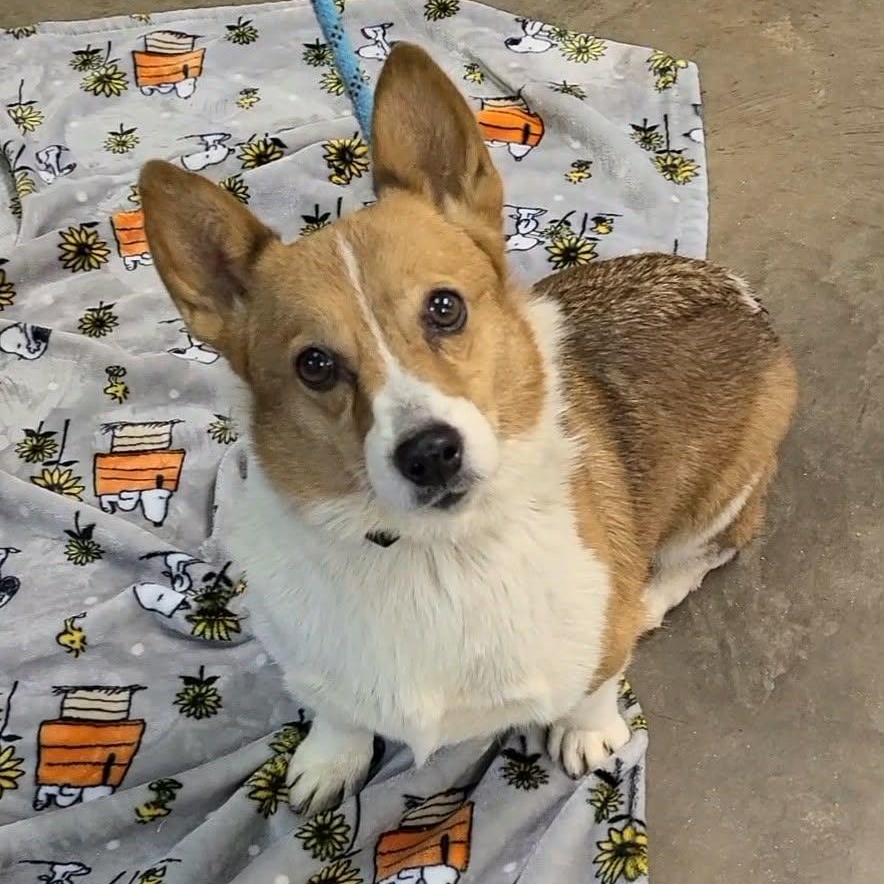 Enlarge Cardigan, a ADOPTABLE mixed breed in Woolwich, ME image 4/5