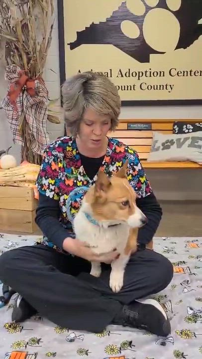 Enlarge Cardigan, a ADOPTABLE mixed breed in Woolwich, ME video 5/5