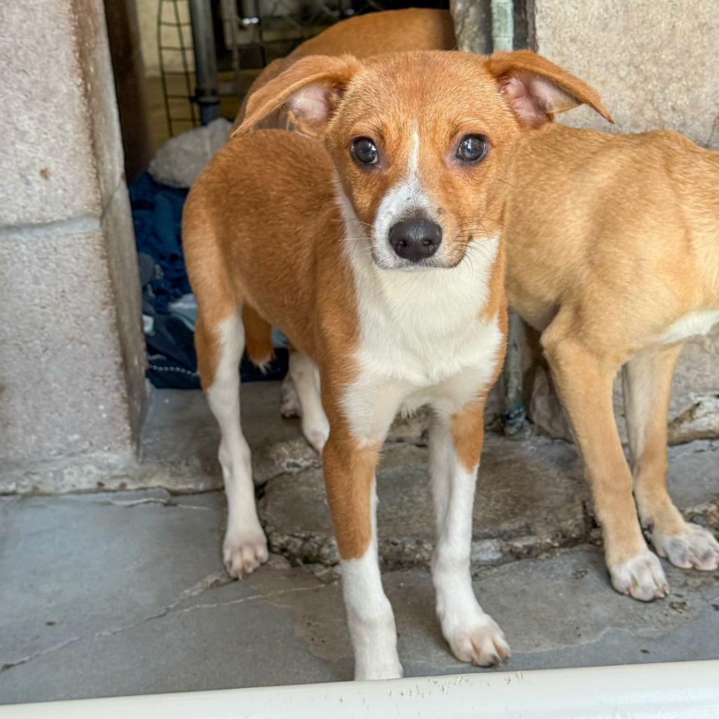 Enlarge Sawyer, a Adoptable Chihuahua in Santa Barbara, CA image 1/2