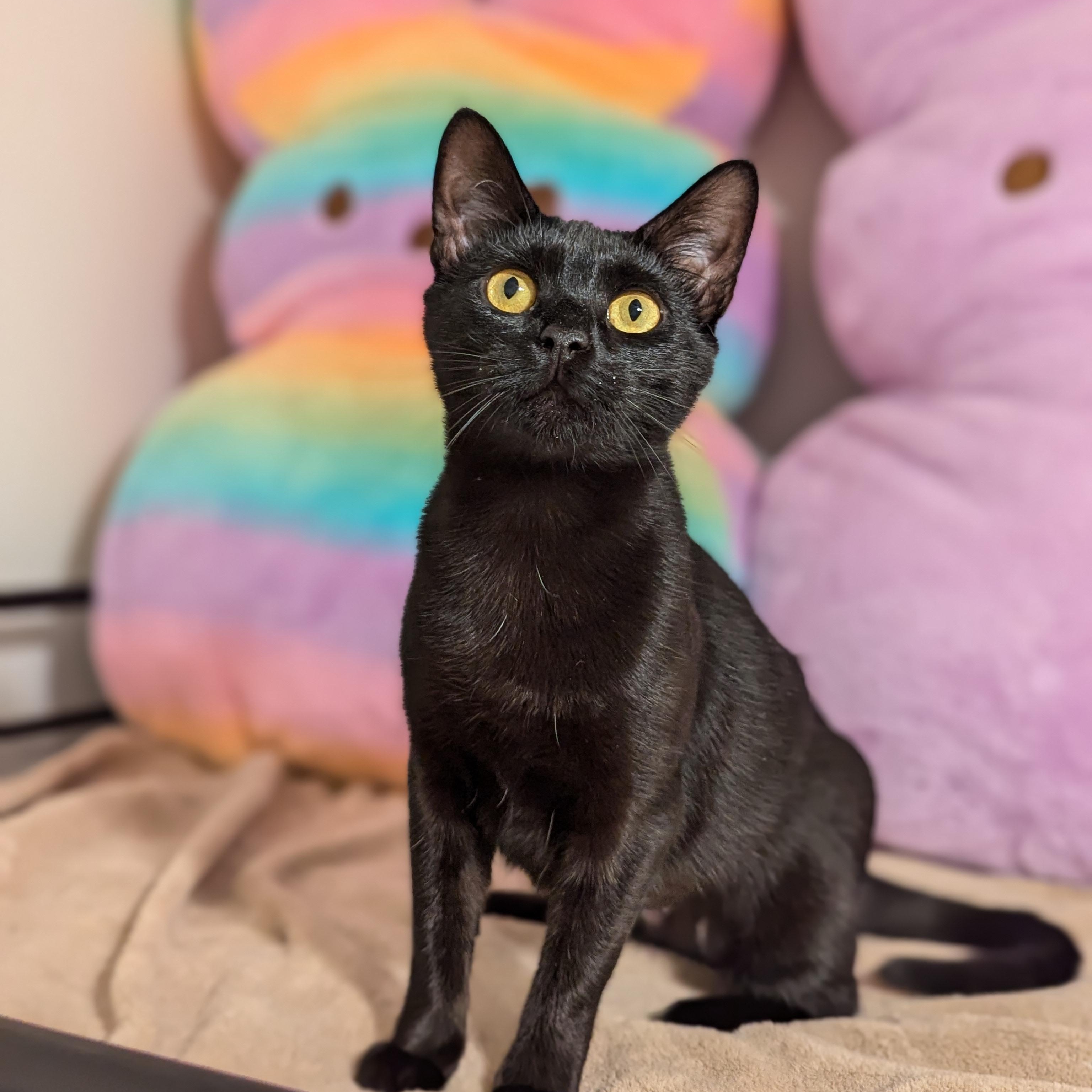 Enlarge Katniss (Tiny Panther, Full time Diva), a Adoptable Domestic Short Hair in Decatur, GA image 1/6