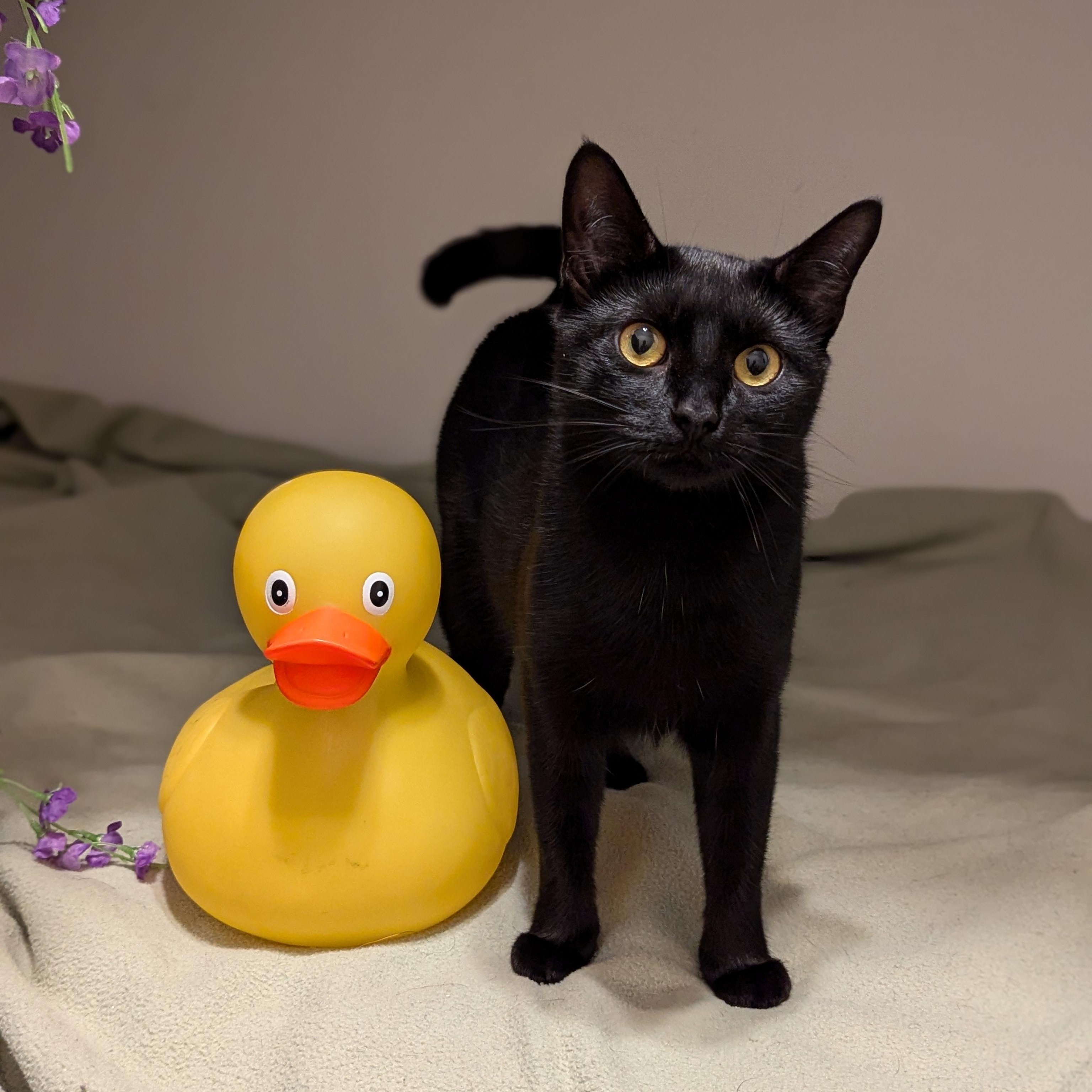 Enlarge Katniss (Tiny Panther, Full time Diva), a Adoptable Domestic Short Hair in Decatur, GA image 4/6