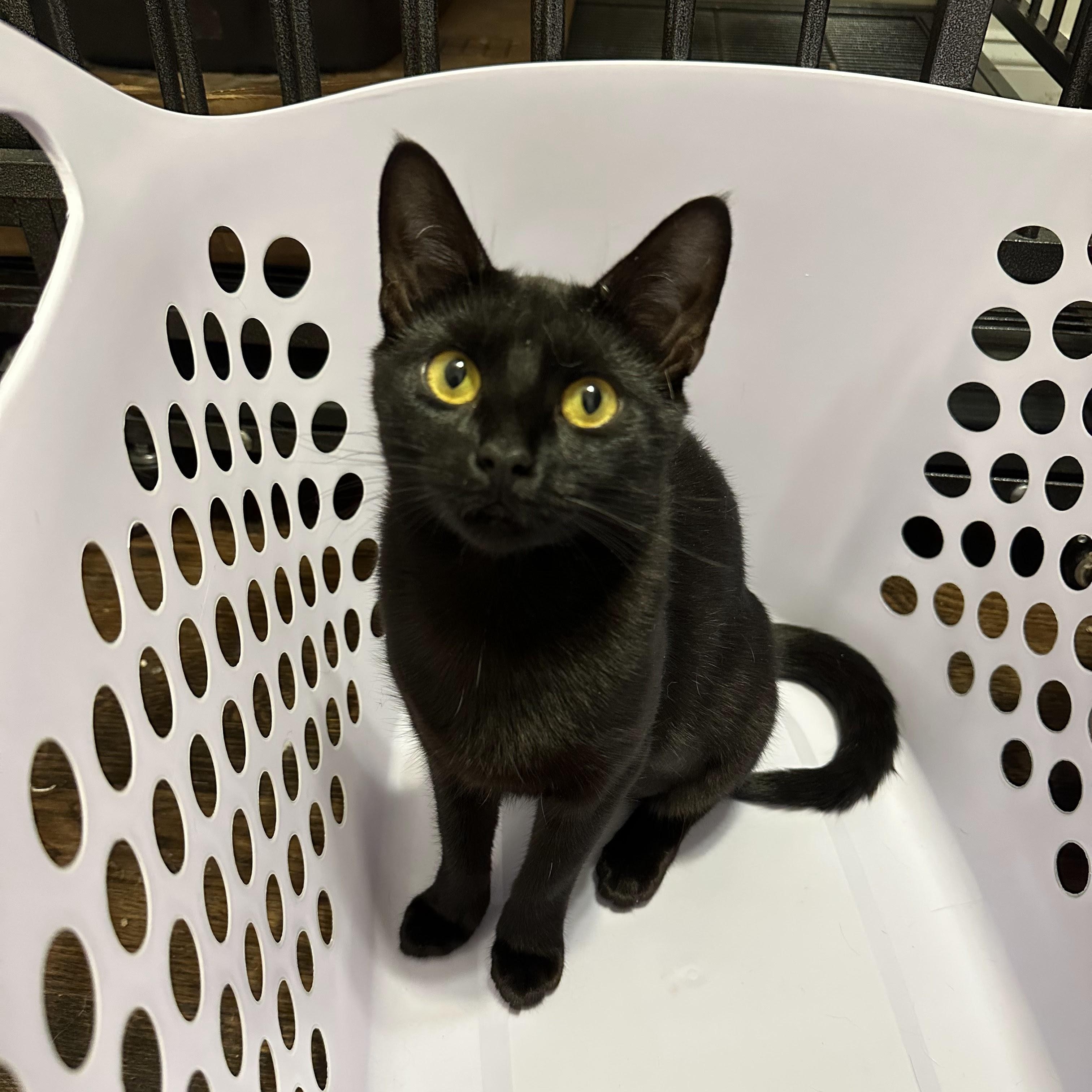 Enlarge Katniss (Tiny Panther, Full time Diva), a Adoptable Domestic Short Hair in Decatur, GA image 6/6