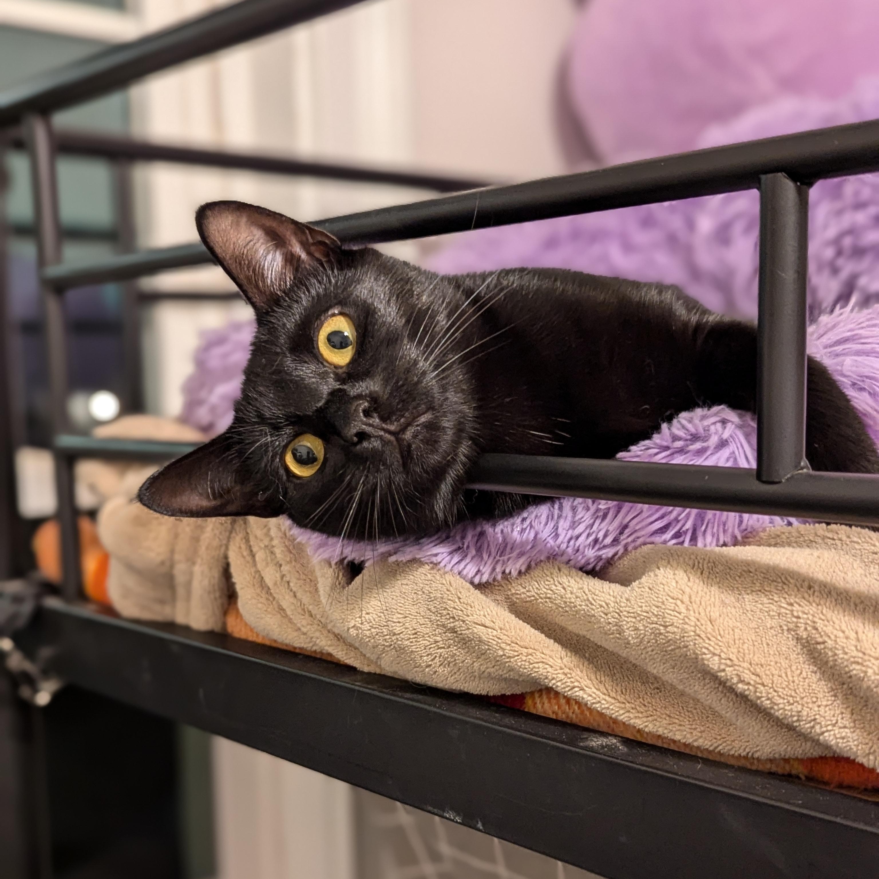 Enlarge Katniss (Tiny Panther, Full time Diva), a Adoptable Domestic Short Hair in Decatur, GA image 2/6