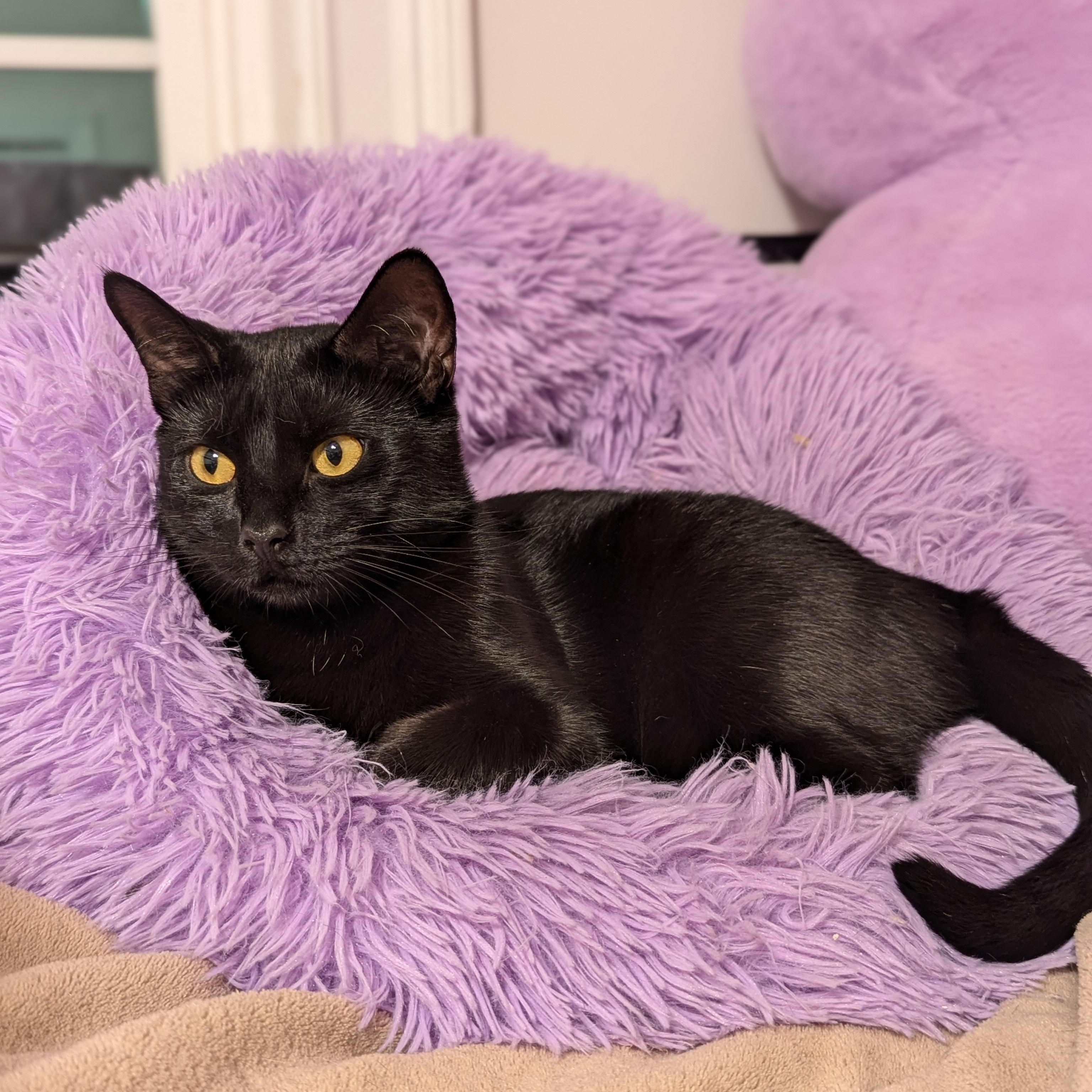 Enlarge Katniss (Tiny Panther, Full time Diva), a Adoptable Domestic Short Hair in Decatur, GA image 3/6