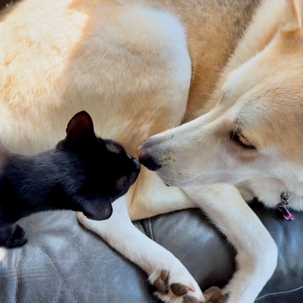 Enlarge Katniss (Tiny Panther, Full time Diva), a Adoptable Domestic Short Hair in Decatur, GA image 5/6