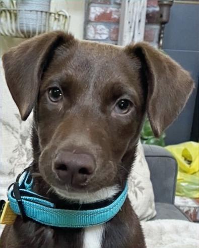 Buttercup, an adoptable mixed breed in Sacramento, CA image 1/6