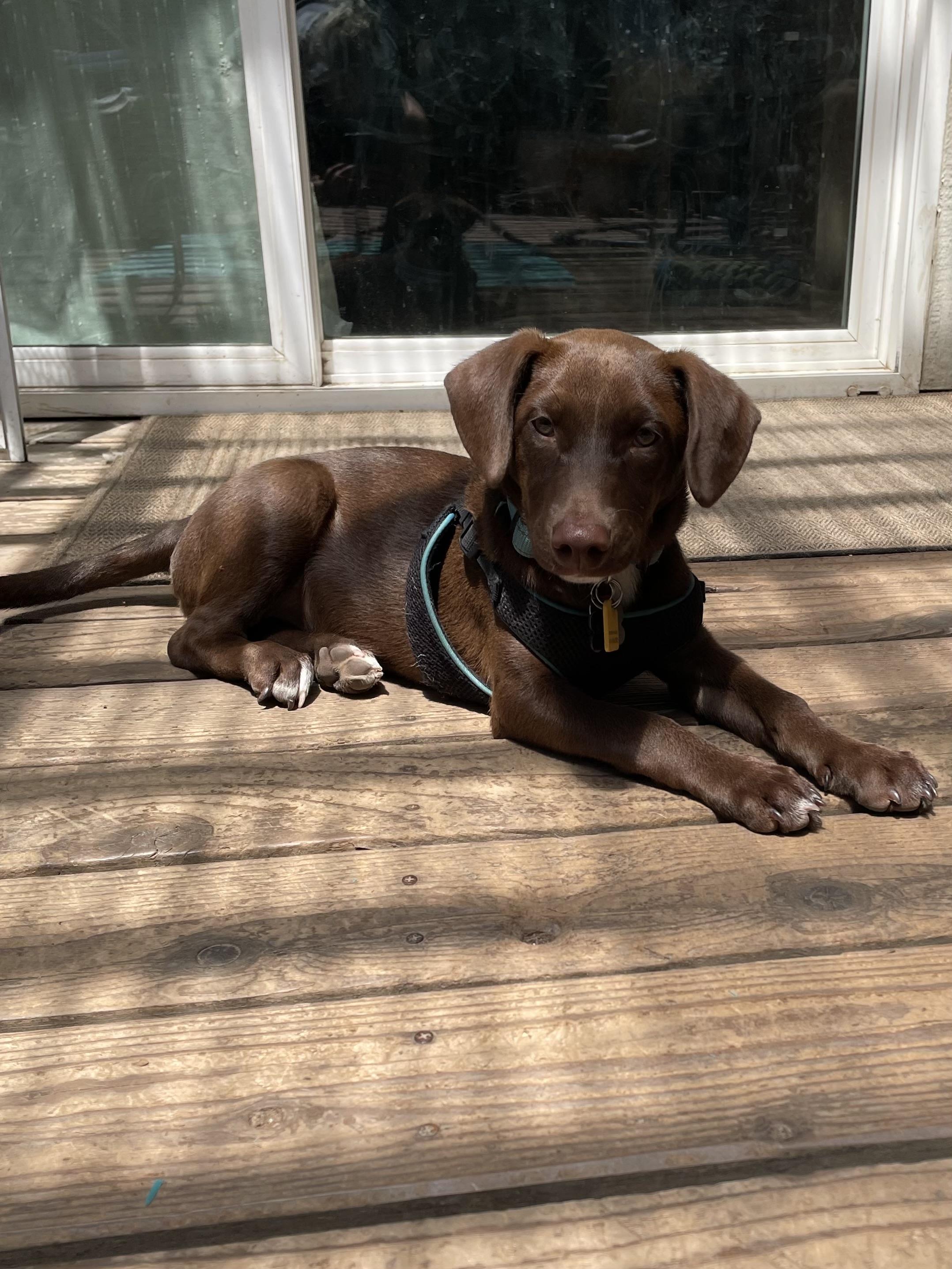 Buttercup, an adoptable mixed breed in Sacramento, CA image 2/6