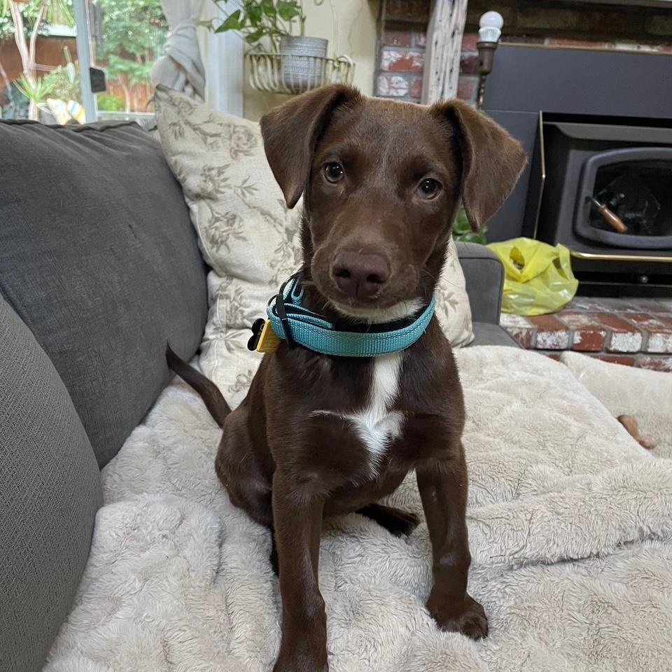 Buttercup, an adoptable mixed breed in Sacramento, CA image 3/6
