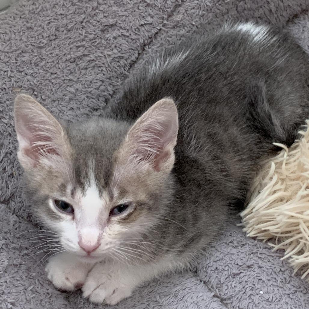 Tagalong, Adoptable, Kitten Male Domestic Short Hair.