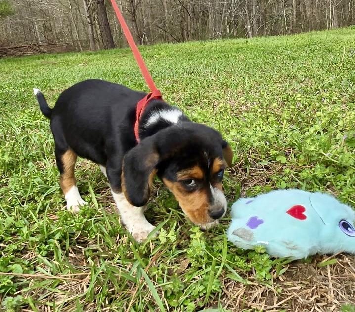 Enlarge Olive, an adopted Beagle in Allentown, NJ image 3/6