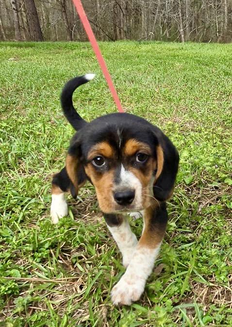 Enlarge Olive, an adopted Beagle in Allentown, NJ image 5/6