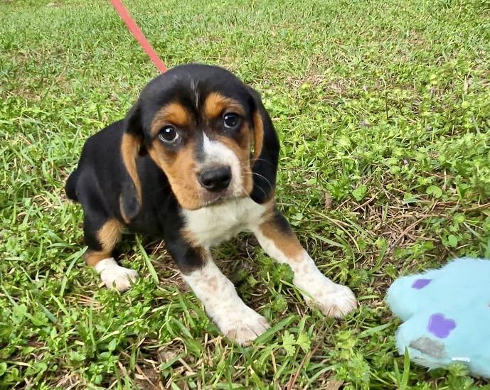 Enlarge Olive, an adopted Beagle in Allentown, NJ image 1/6