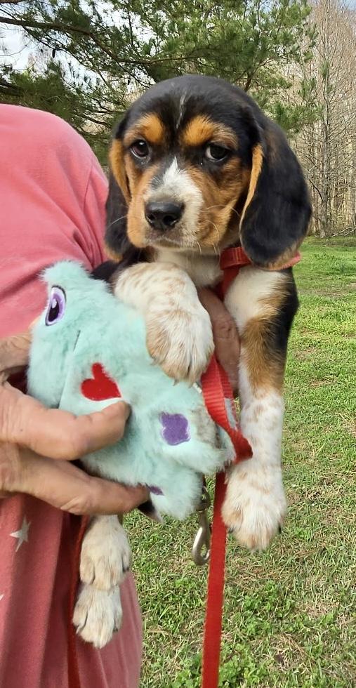 Enlarge Olive, an adopted Beagle in Allentown, NJ image 2/6