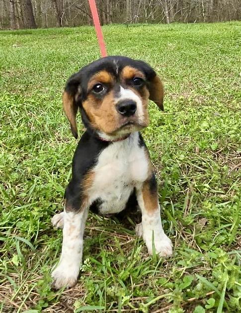 Enlarge Olive, an adopted Beagle in Allentown, NJ image 4/6