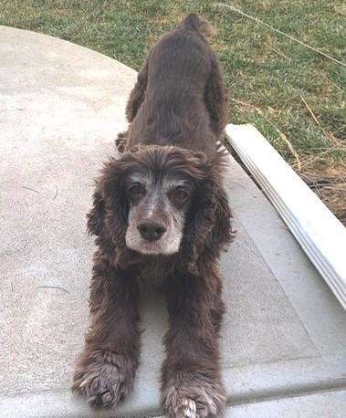 Trombone  25083, Adoptable, Senior Male Cocker Spaniel.