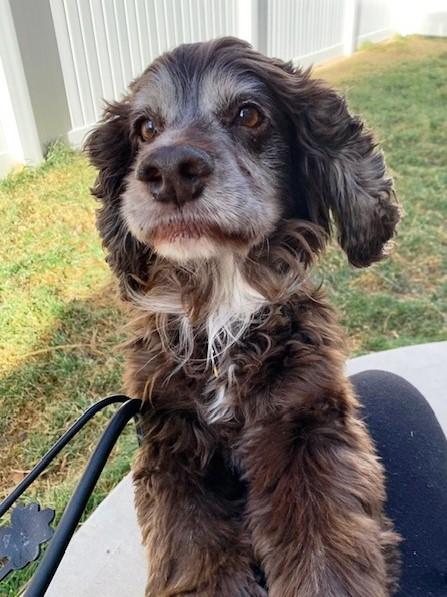 Enlarge Trombone  25083, a Adoptable Cocker Spaniel in Parker, CO image 2/6