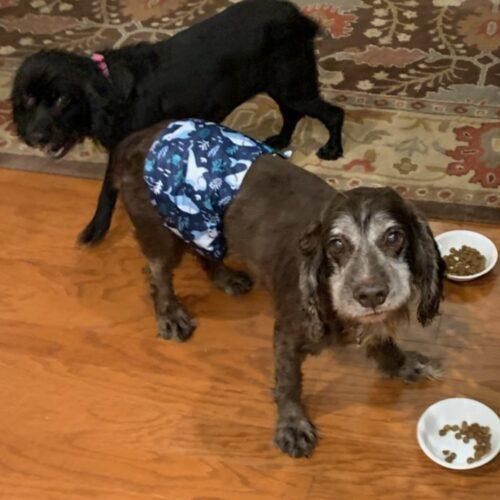 Trombone 25083, a Adoptable Cocker Spaniel in Parker, CO image 2/5