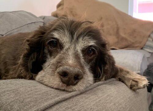 Trombone 25083, a Adoptable Cocker Spaniel in Parker, CO image 3/5