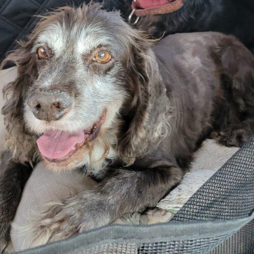 Trombone 25083, a Adoptable Cocker Spaniel in Parker, CO image 5/5