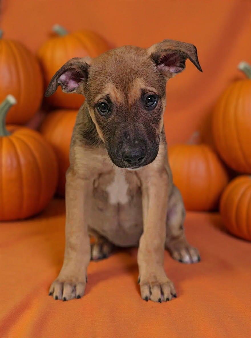 Enlarge Dorie 26/797, a Adoptable mixed breed in Talladega, AL image 1/3