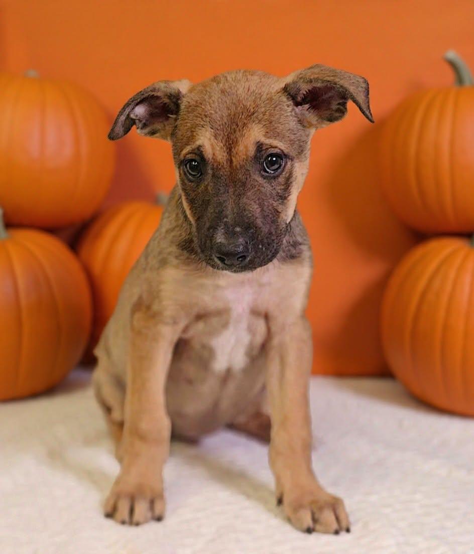 Enlarge Dorie 26/797, a Adoptable mixed breed in Talladega, AL image 2/3