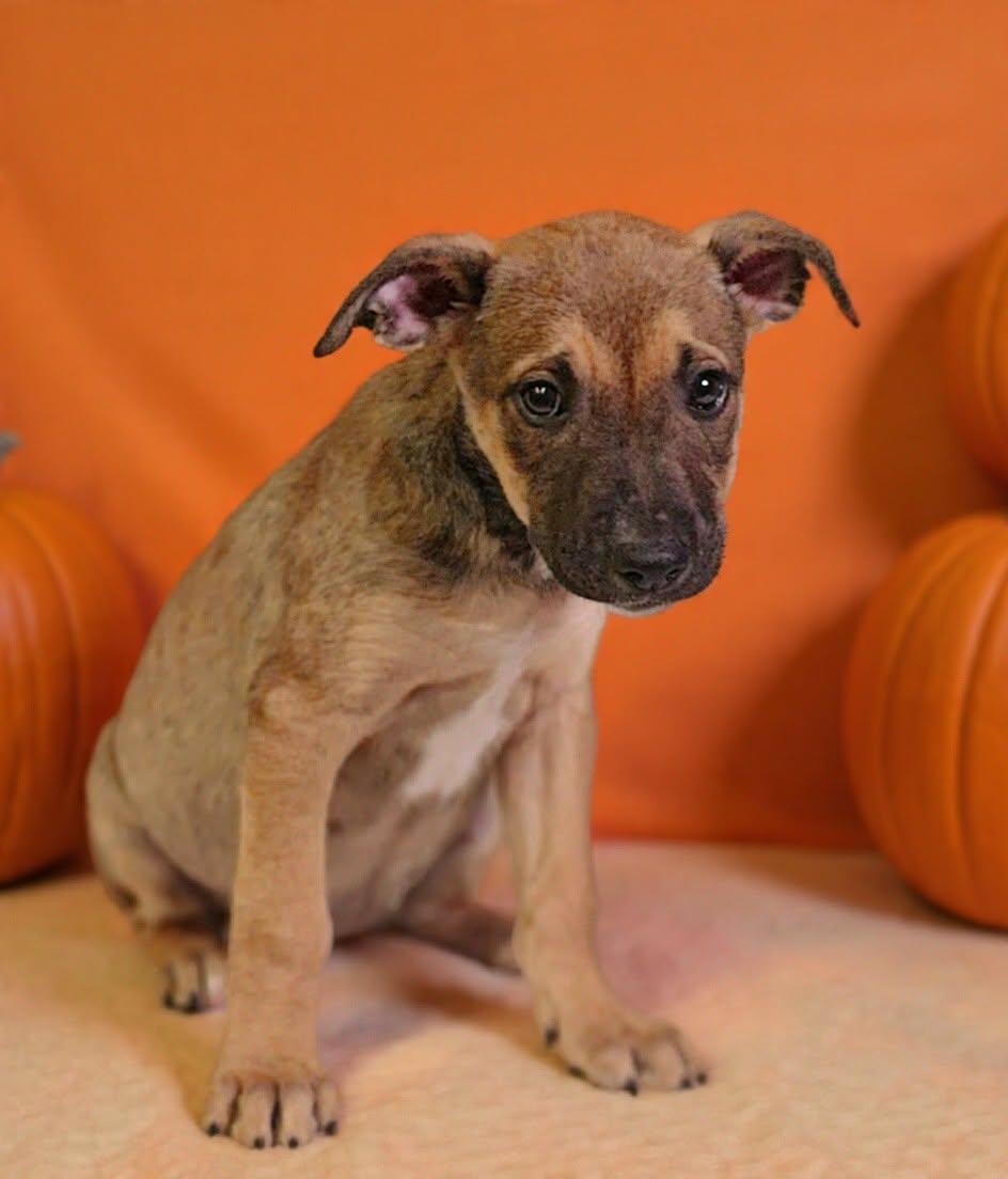 Enlarge Dorie 26/797, a Adoptable mixed breed in Talladega, AL image 3/3