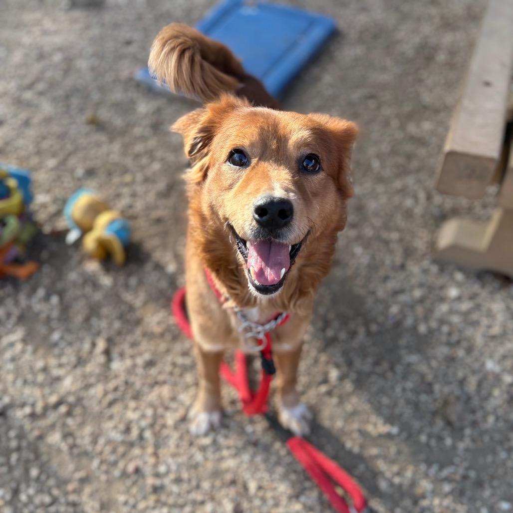 Dugan, Adoptable, Adult Male Golden Retriever & Mixed Breed.