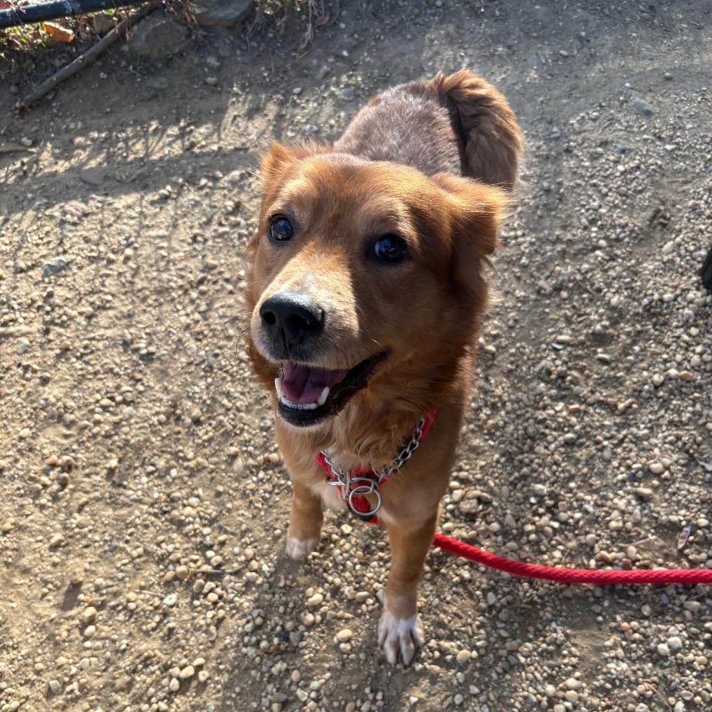 Enlarge Dugan, a Adoptable mixed breed in Flintstone, MD image 2/6