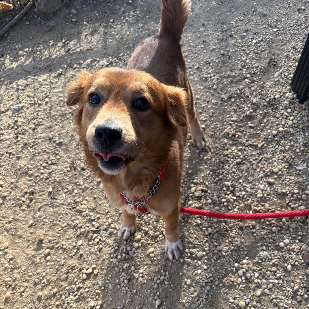 Enlarge Dugan, a Adoptable mixed breed in Flintstone, MD image 4/6