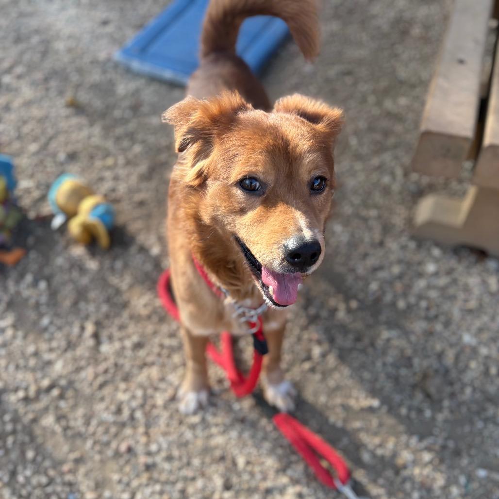 Enlarge Dugan, a Adoptable mixed breed in Flintstone, MD image 5/6