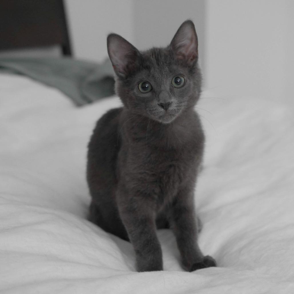 Enlarge Lyla, a Adoptable Domestic Short Hair in North Battleford, SK image 1/6
