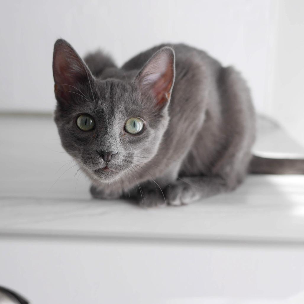 Enlarge Lyla, a Adoptable Domestic Short Hair in North Battleford, SK image 2/6
