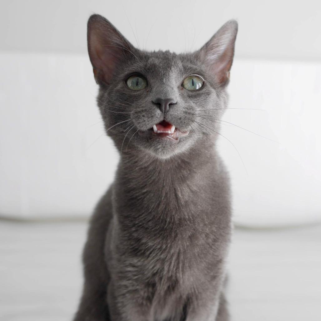 Enlarge Lyla, a Adoptable Domestic Short Hair in North Battleford, SK image 3/6