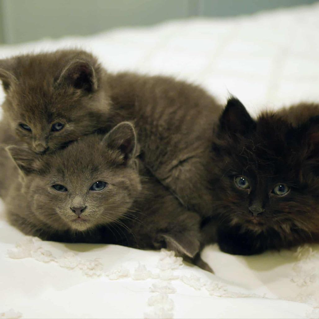 Enlarge Lyla, a Adoptable Domestic Short Hair in North Battleford, SK image 4/6