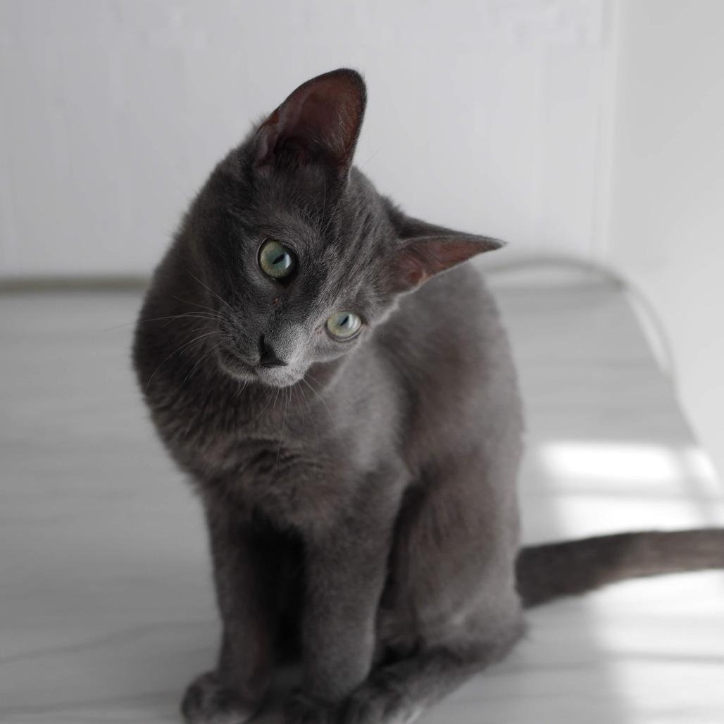 Enlarge Lyla, a Adoptable Domestic Short Hair in North Battleford, SK image 5/6