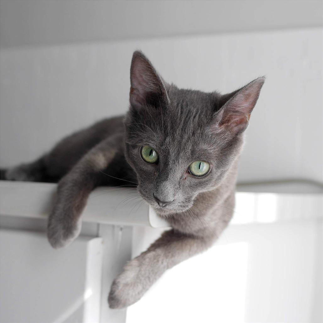 Enlarge Lyla, a Adoptable Domestic Short Hair in North Battleford, SK image 6/6