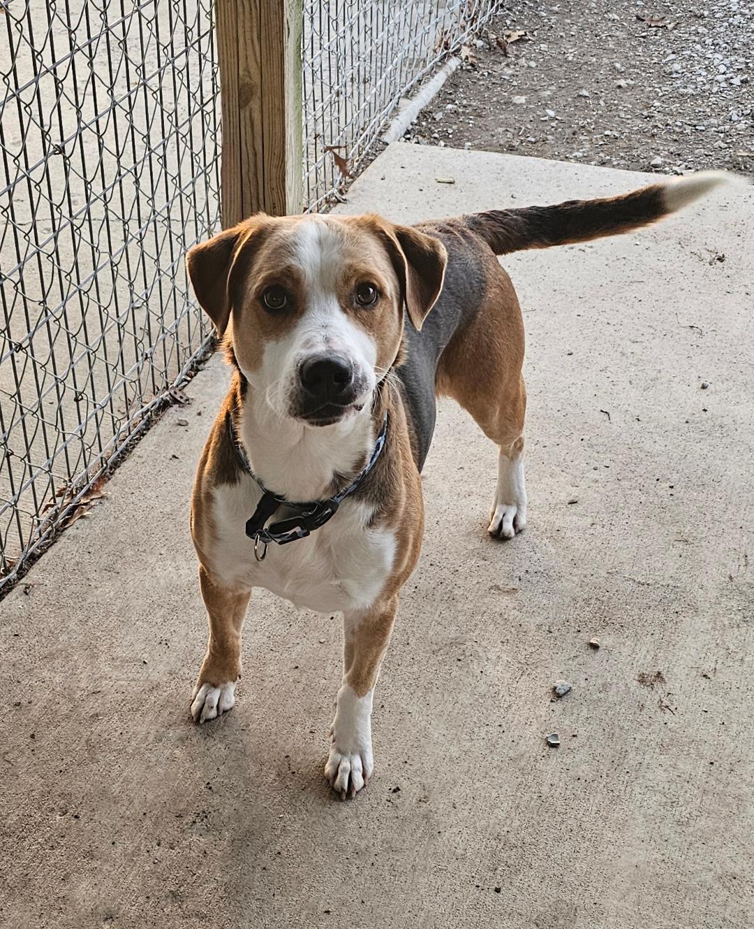 Chunk, Adoptable, Adult Male Hound.