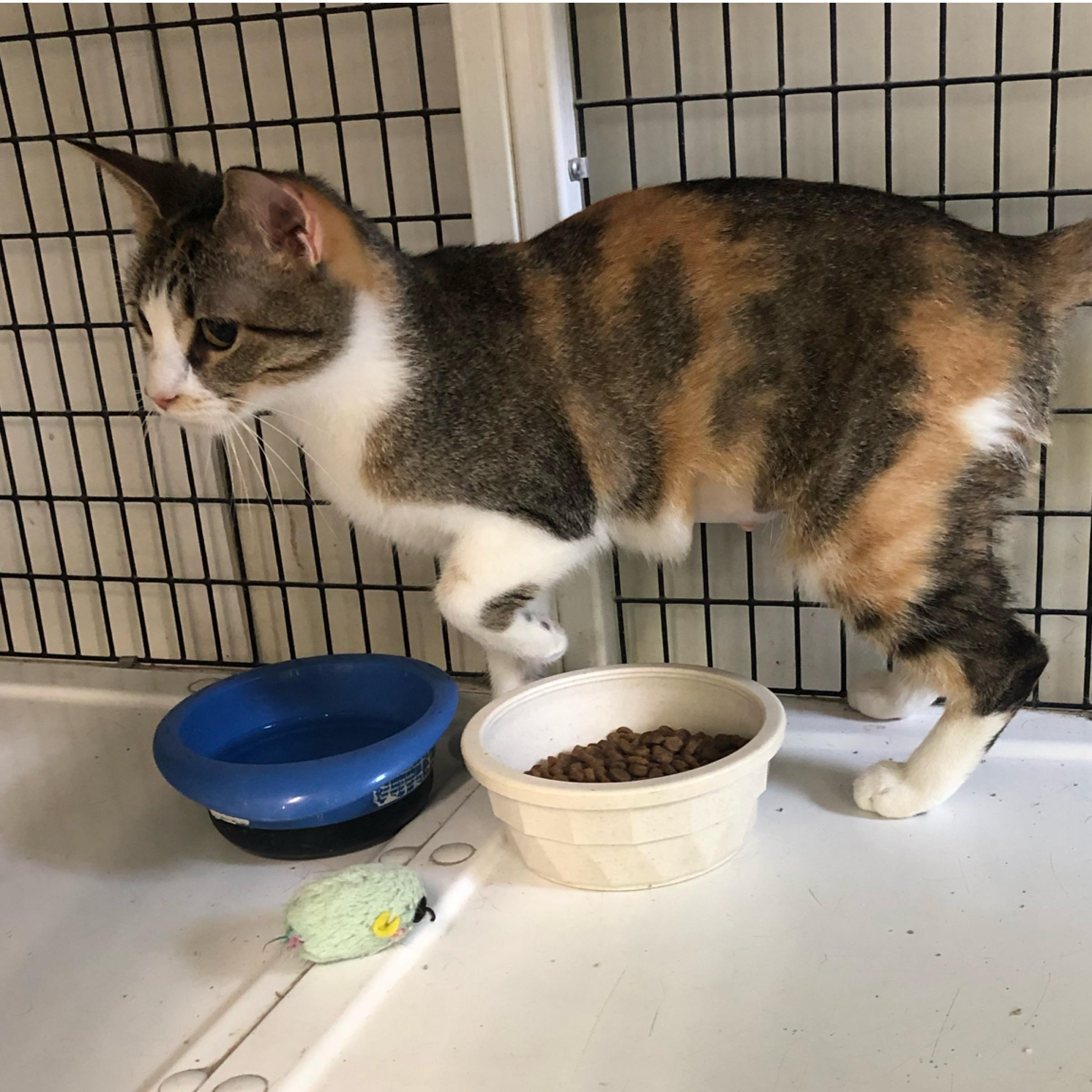 Enlarge Margarita , an adopted mixed breed in Kingwood, TX image 2/6