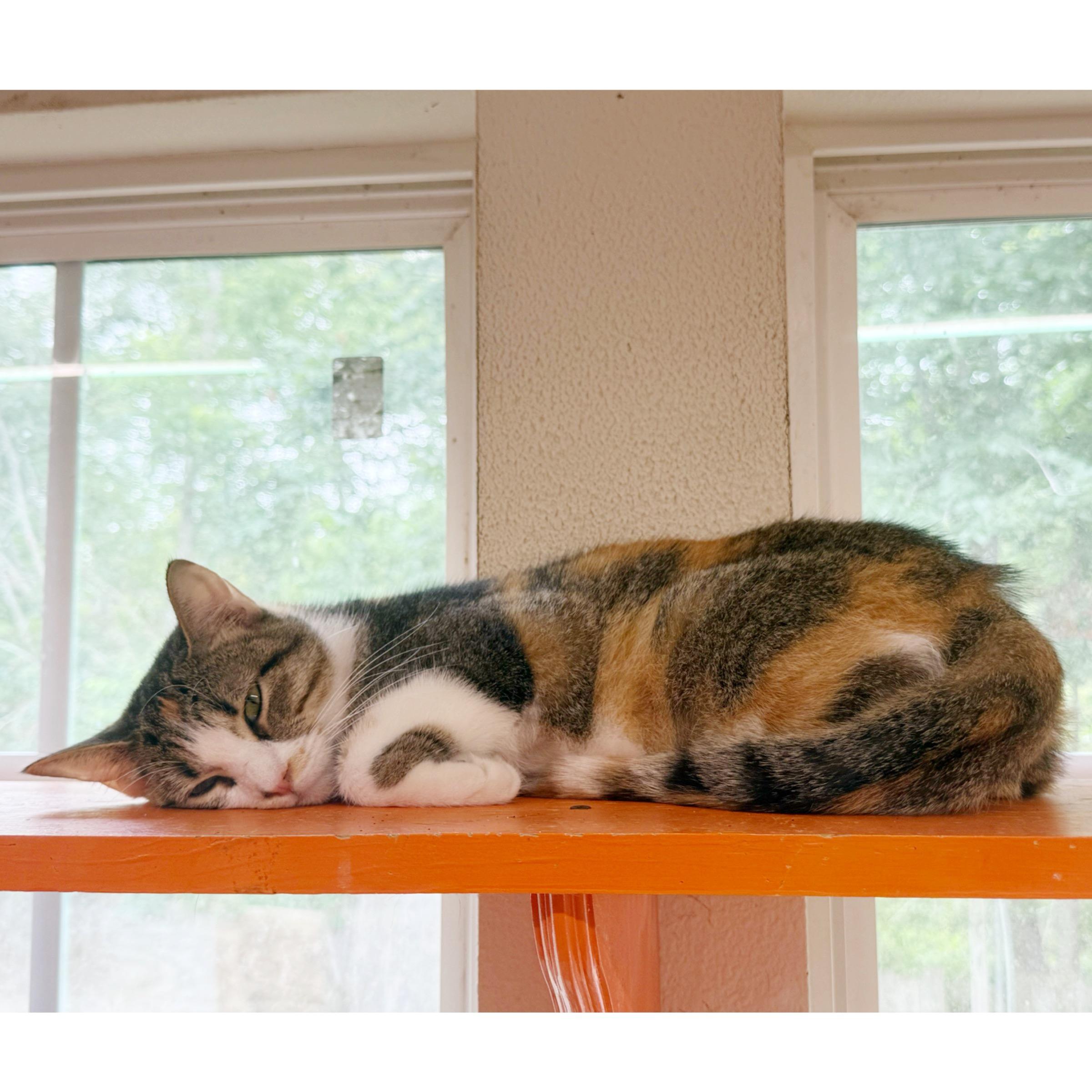 Enlarge Margarita , an adopted mixed breed in Kingwood, TX image 3/6