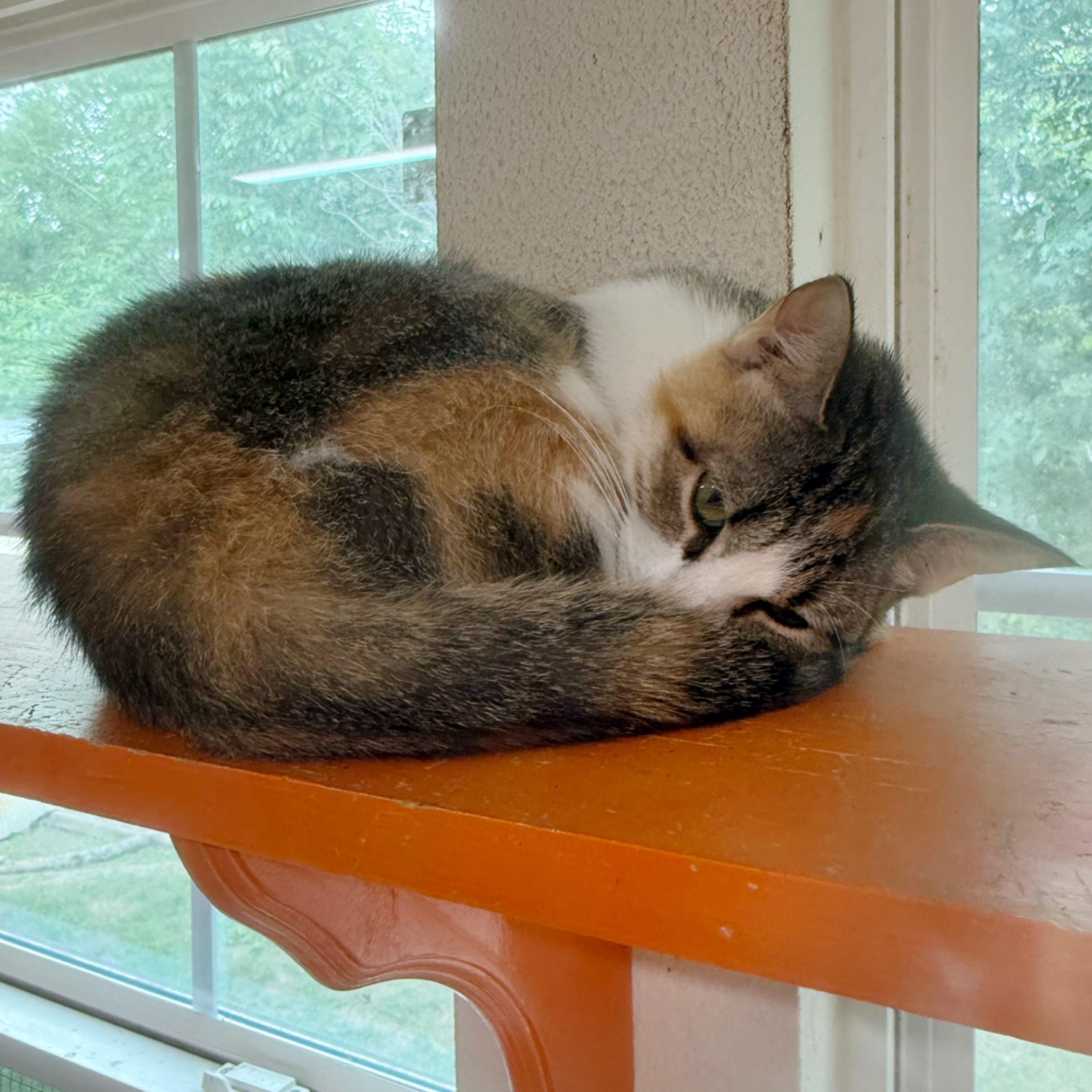 Margarita , adopted, Adult Female Calico & Domestic Short Hair.