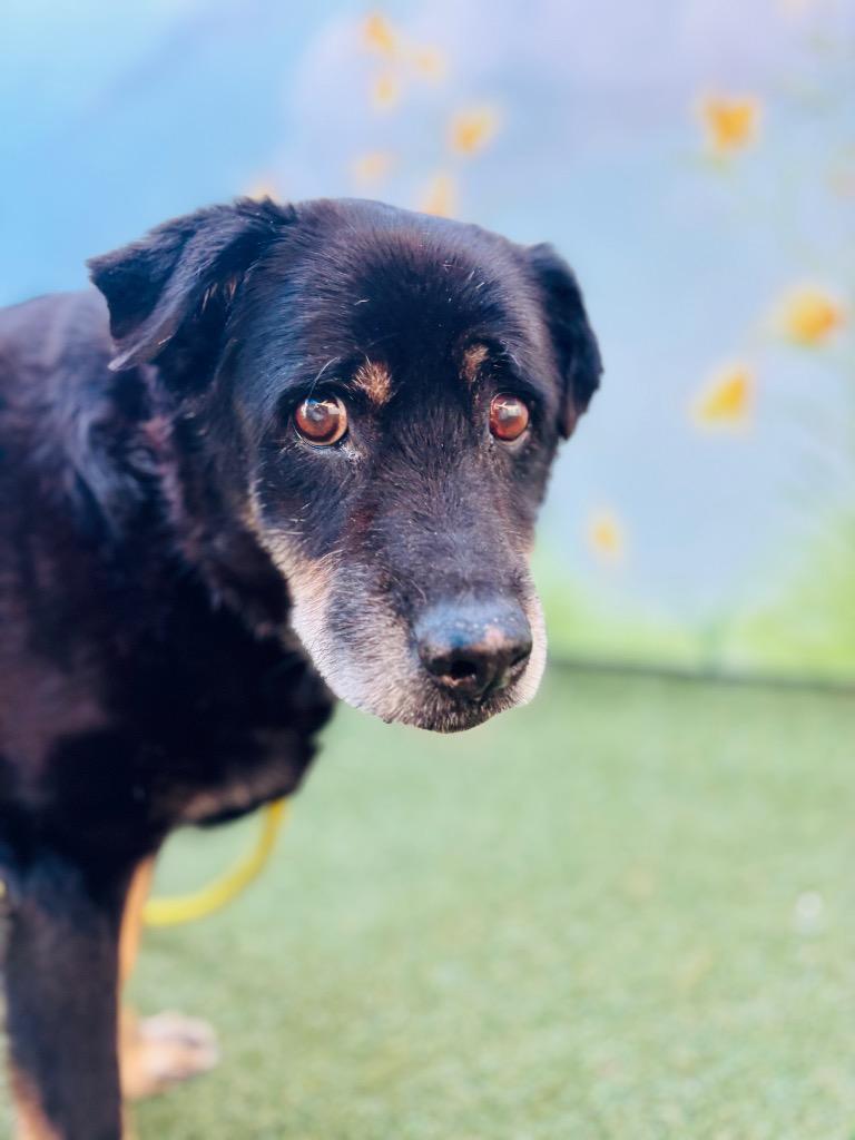 Eeyore, Adopted, Senior Male German Shepherd Dog & Rottweiler.