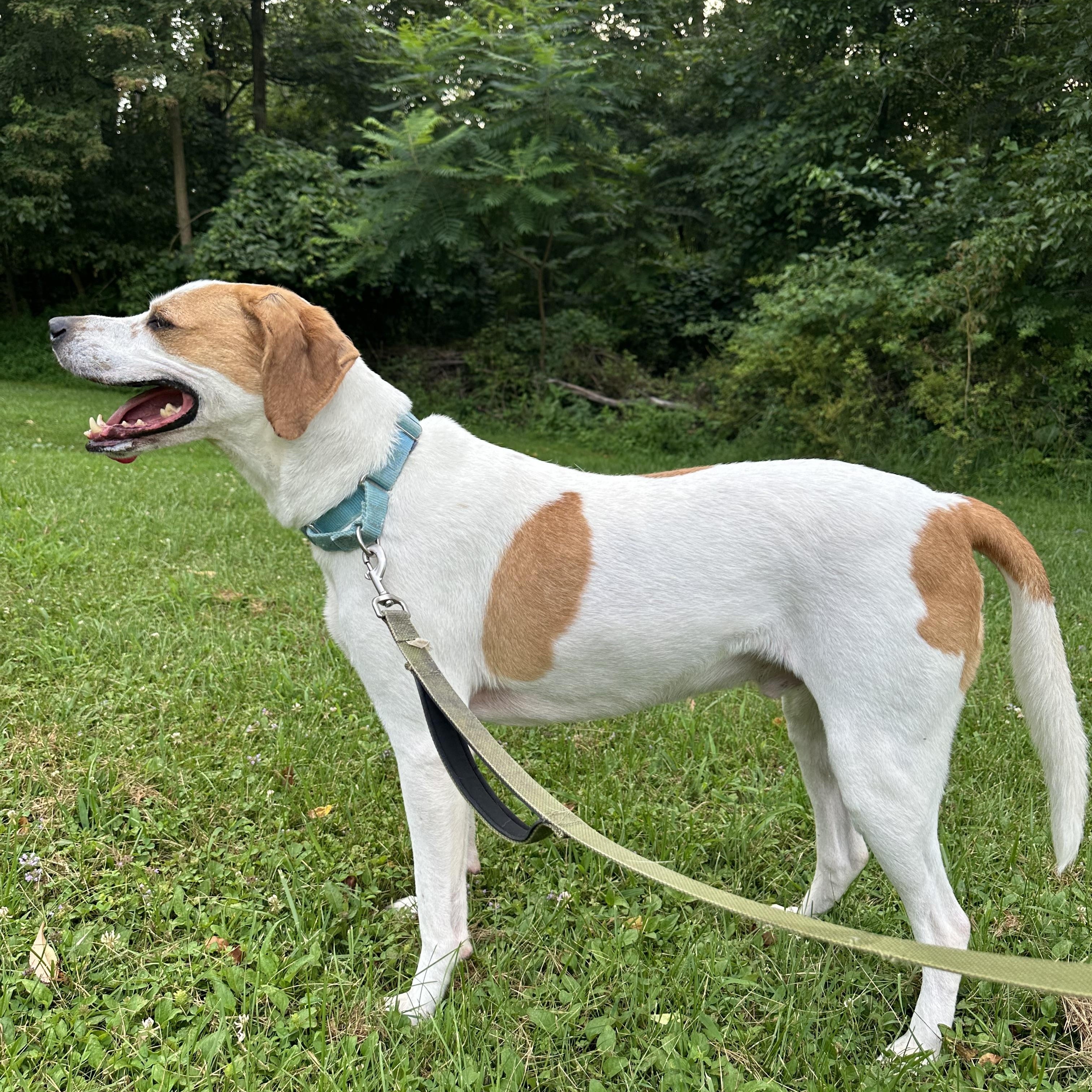 George, a Adoptable mixed breed in Monroeville, PA image 2/4